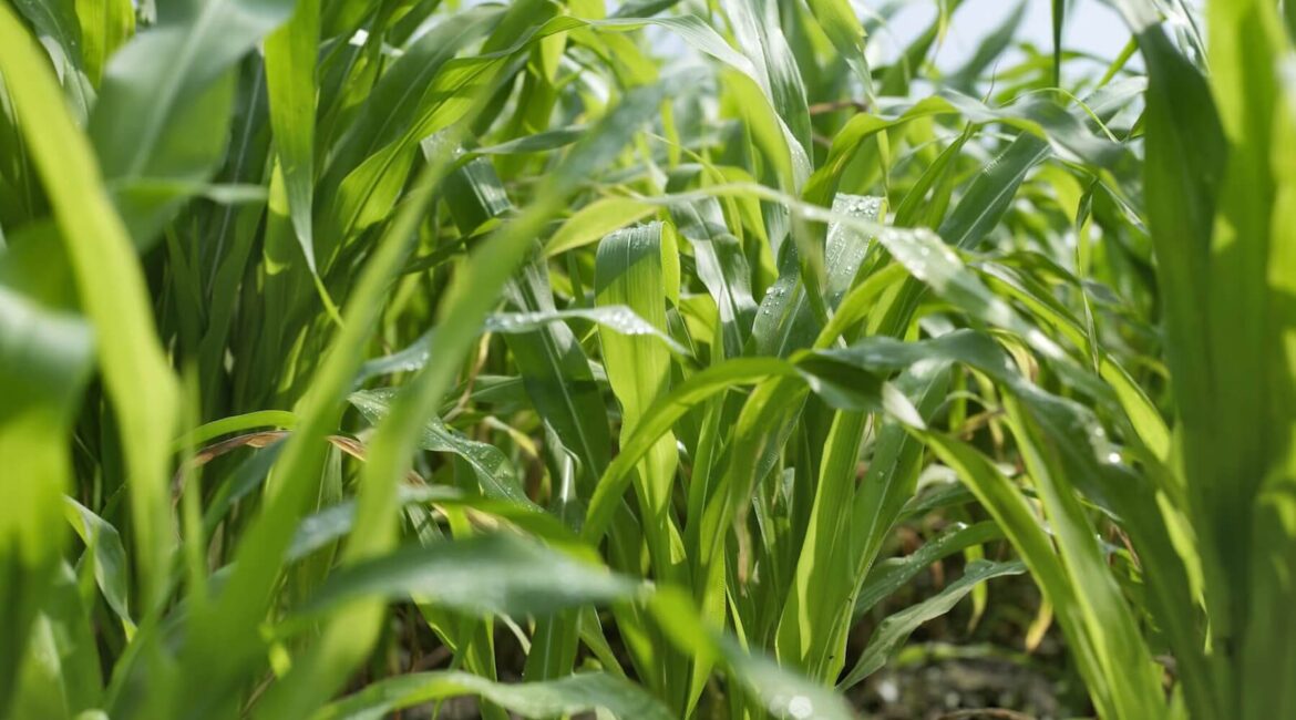 Fertiglobe - 2021 - Agricultural Photos - 30