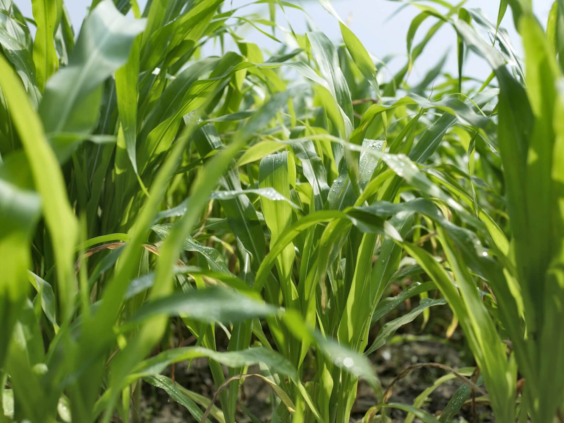 Fertiglobe - 2021 - Agricultural Photos - 30