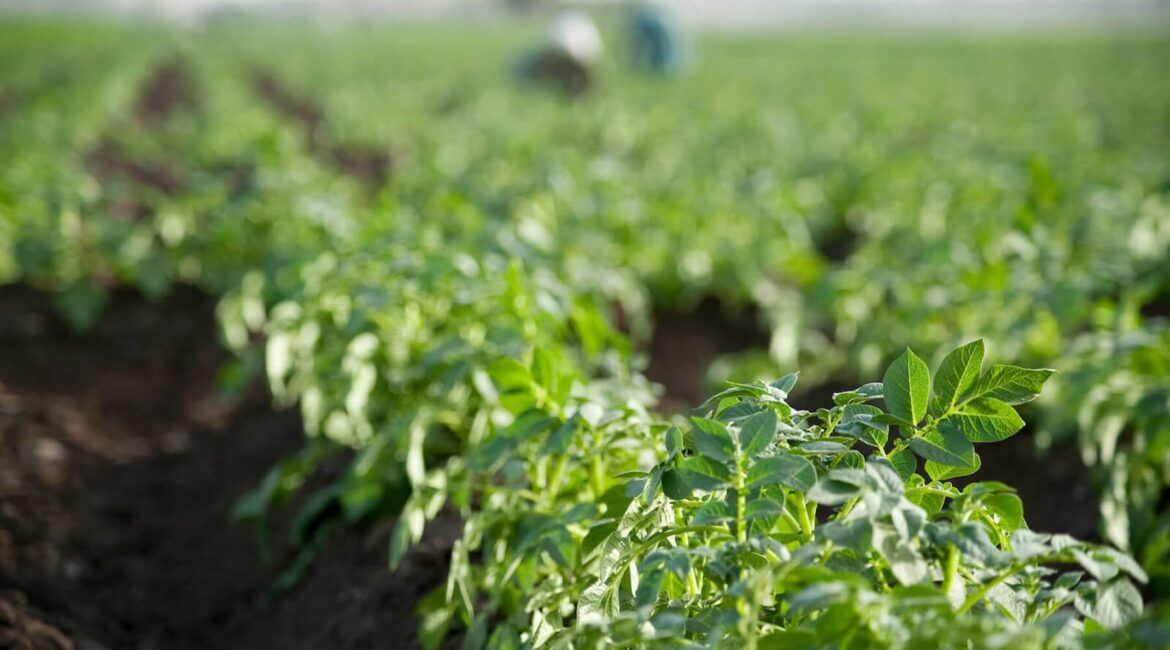 Fertiglobe - 2021 - Agricultural Photos - 56