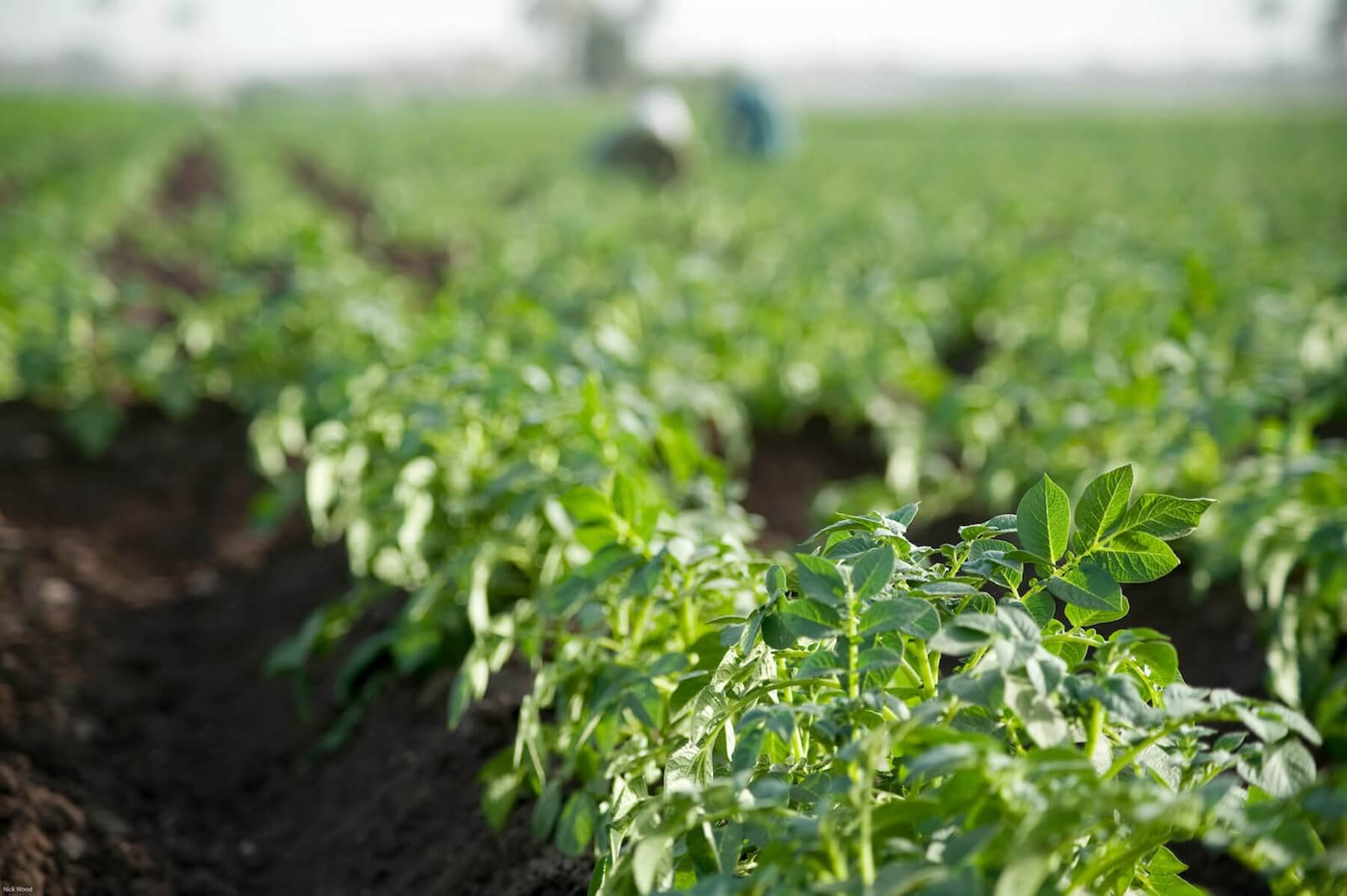 Fertiglobe - 2021 - Agricultural Photos - 56