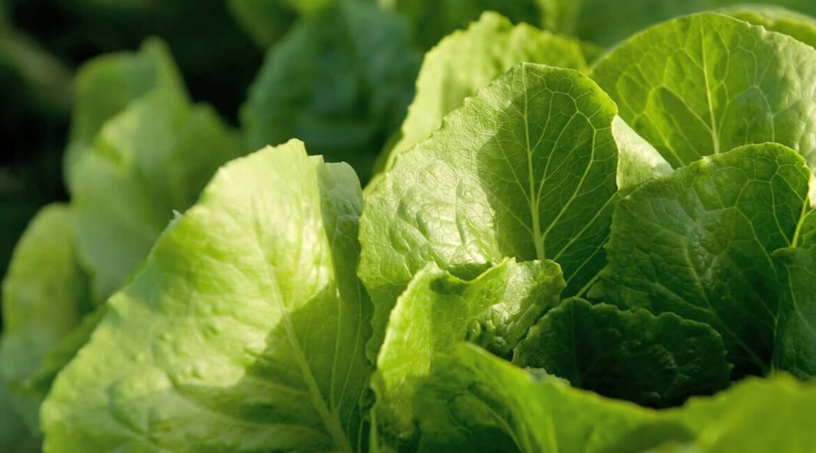 Fertiglobe - 2021 - Agricultural Photos - 64