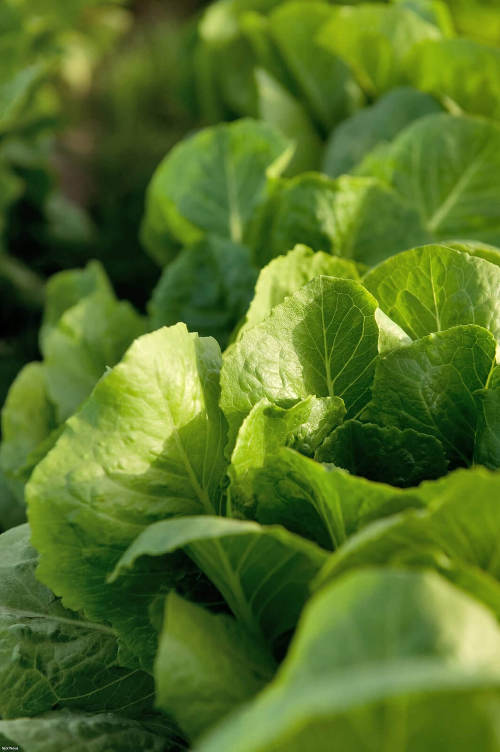 Fertiglobe - 2021 - Agricultural Photos - 64